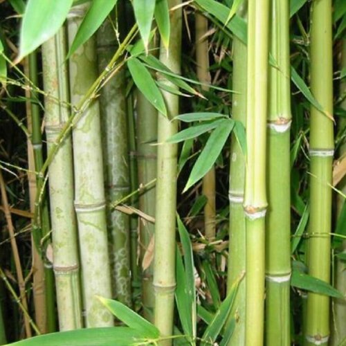    , Bambusa arundinacea 25 .   -     , -,   