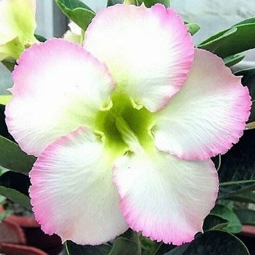  , Adenium Obesum Desert Rose SUPER PERFUME, ,    -     , -,   