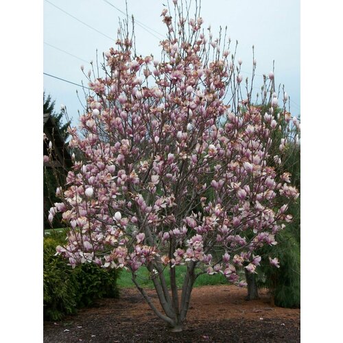     (Magnolia soulangeana), 5    -     , -,   