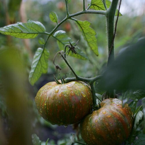     (. Solanum lycopersicum) 10   -     , -,   