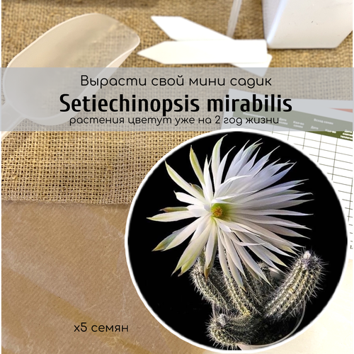    Setiechinopsis MIRABILIS ()       -     , -,   