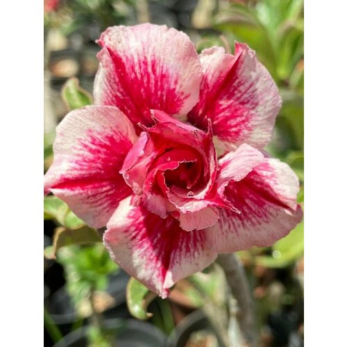       (Adenium obesum), 5    -     , -,   