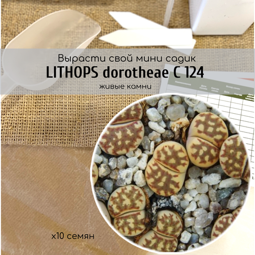     Lithops dorotheae C124  /     