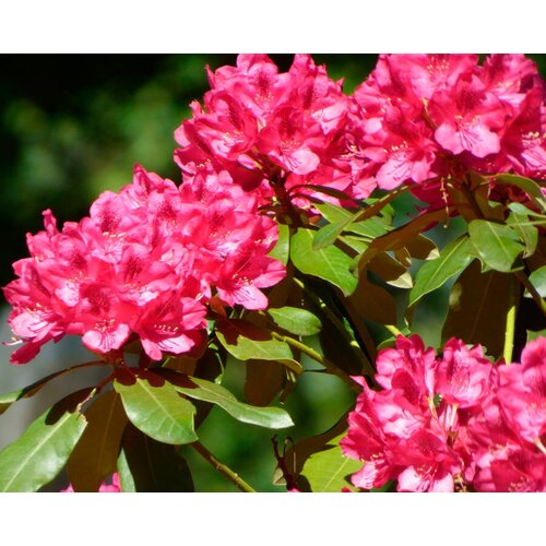    (. Rhododendron ponticum)  25   -     , -,   