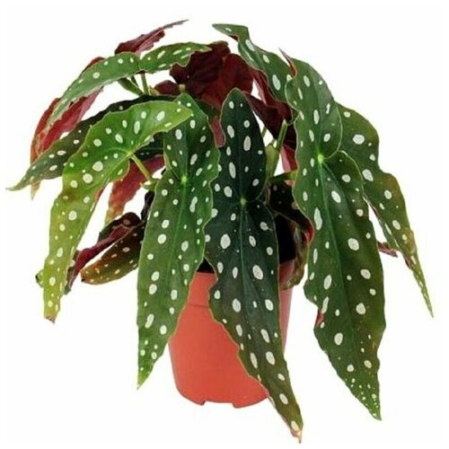   , Begonia MACULATA,    -     , -,   