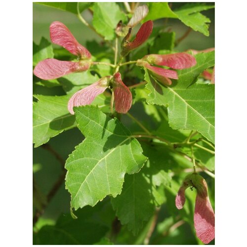     (Acer ginnala), 25    -     , -,   