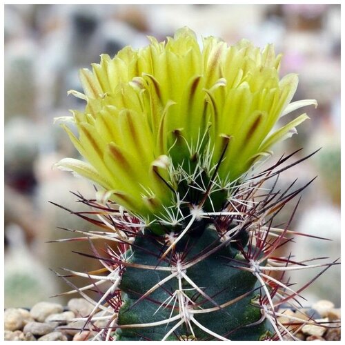      Echinocereus davisii 10 .   -     , -,   