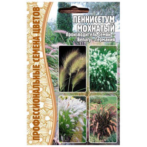     (Pennisetum villosum) (10 )   -     , -,   