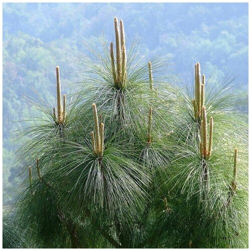    (. Pinus roxburghii)  10   -     , -,   