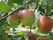 садовая яблоня сорта Зимняя красавица (Зимнее Камендровского)