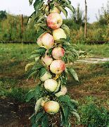 садовая яблоня сорта Васюган