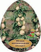 ������� ������ ����� ��������� 