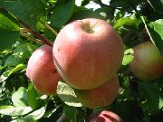 садовая яблоня сорта Мельба (Мелба)