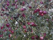 садовая яблоня сорта Белорусское малиновое