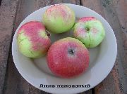 садовая яблоня сорта Анис