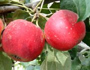 ������� ������ ����� �������������� 