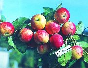 садовая яблоня сорта Память Исаева