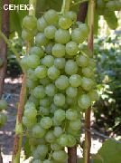 ������� �������� ����� ������ 