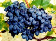 ������� �������� ����� ������ �������� 