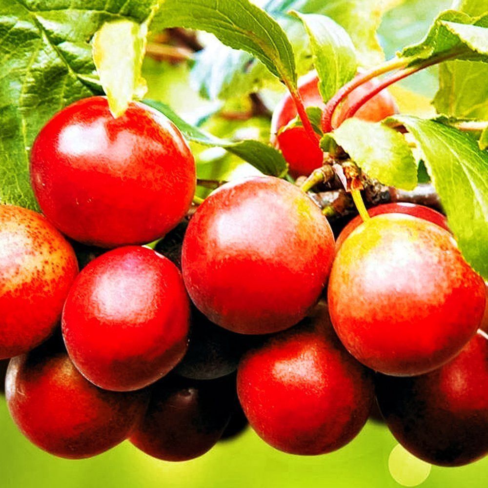 ������ ������ ��������� �������� ������   ����