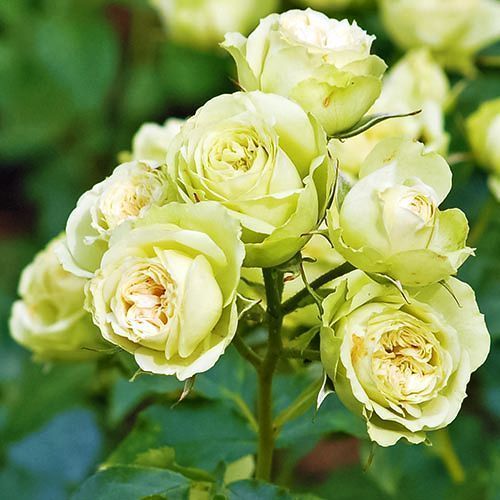 ������ ������ ���� ���������� ����� ����   ����