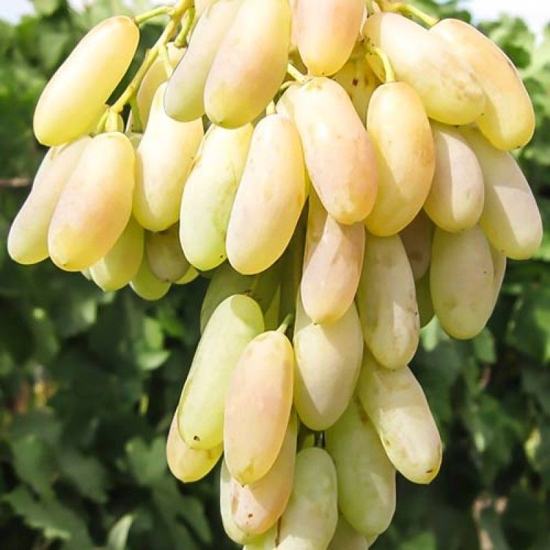 ������ ������ �������� ���� ��������   ����