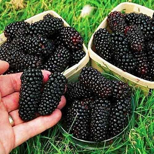 ������ ������ ������� ������ ����   ����