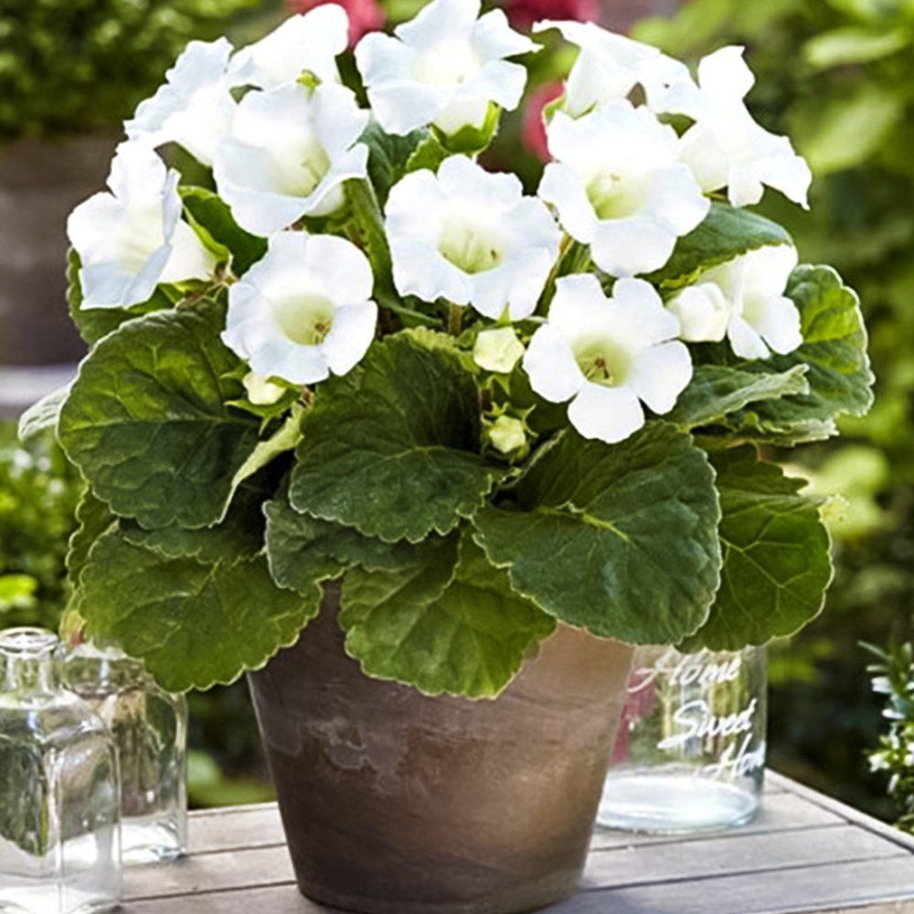 ������ ������ ��������� �������   ����