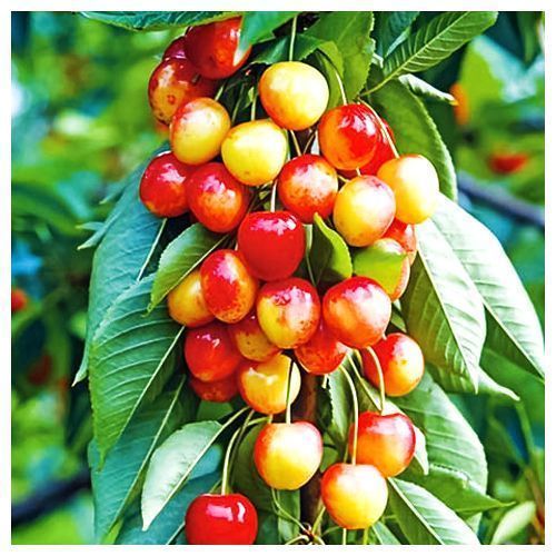 ������ ������ ������� ������������ �������   ����