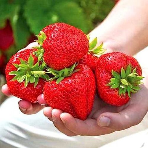 ������ ������ ��������� ������������� ������   ����