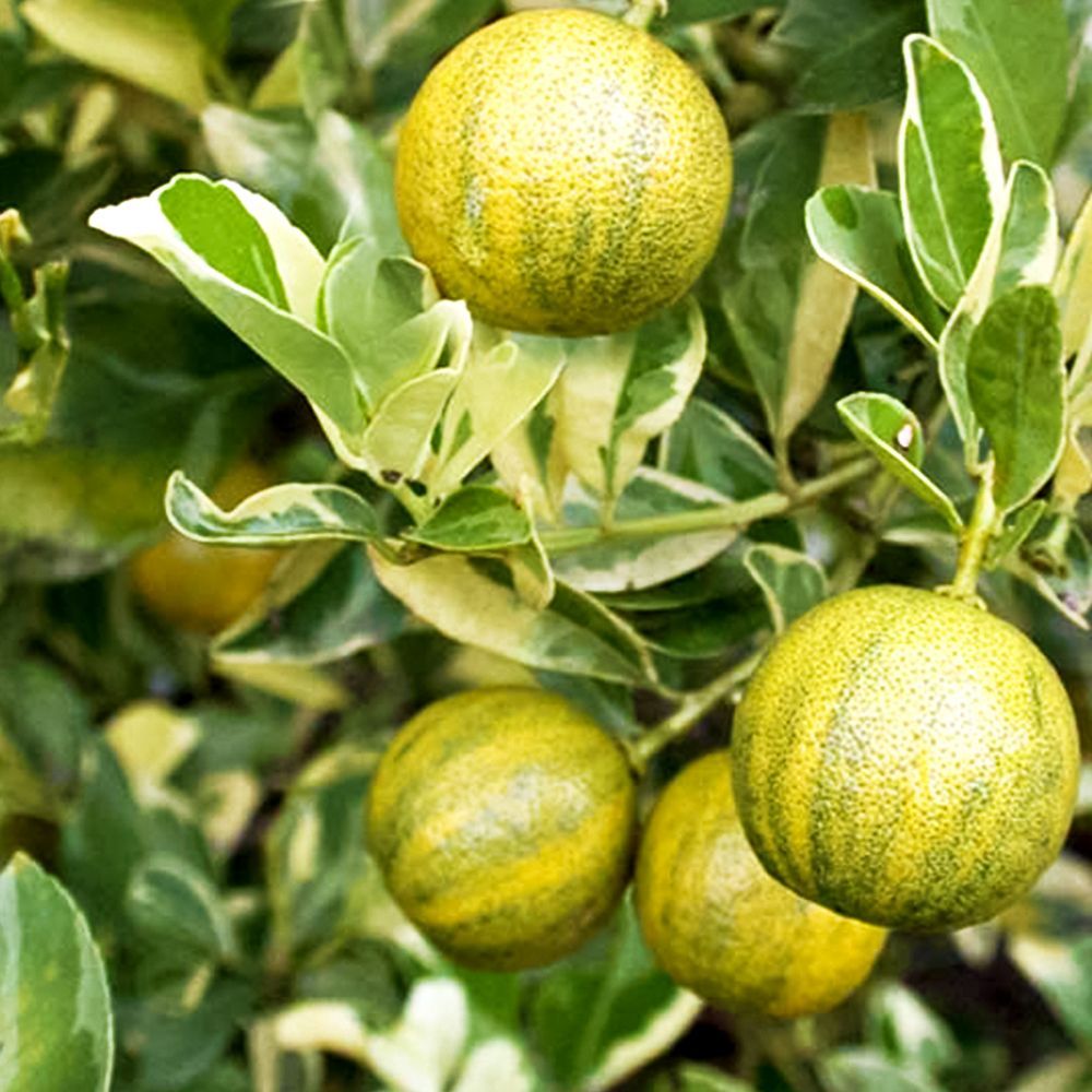 ������ ������ ������ ��������� ����� ���������   ����