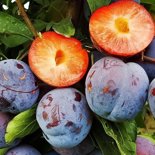 ������ ������ ����� ���������� ���� ��������   ����