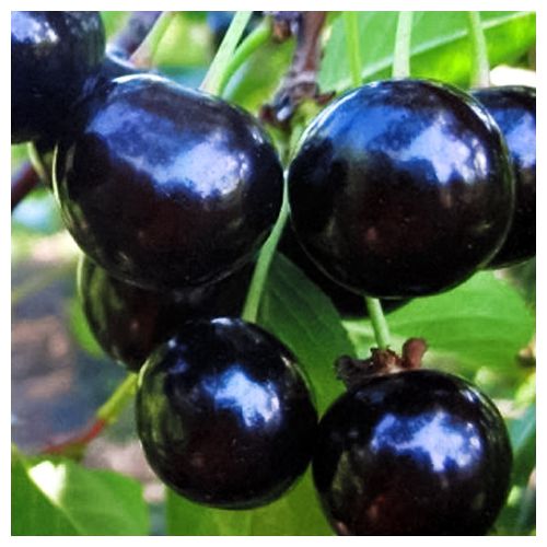 ������ ������ ����� ����������   ����