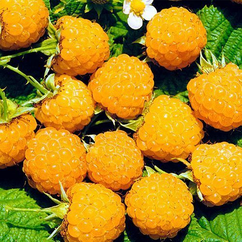 ������ ������ ������ ������������� ���������   ����