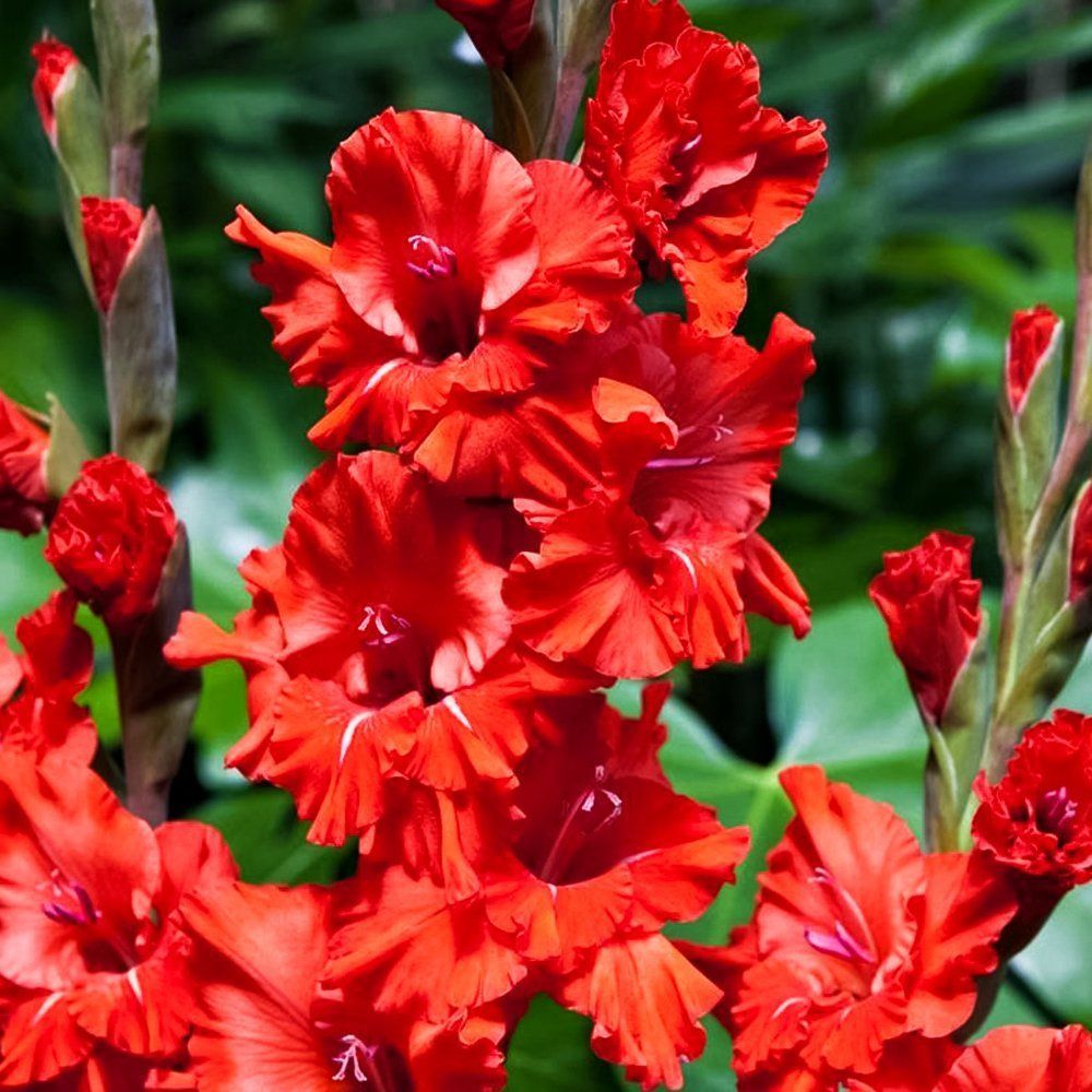 ������ ������ ��������� ������������� ���� ������   ����