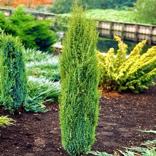 ������ ������ ������������ ������������ �������   ����