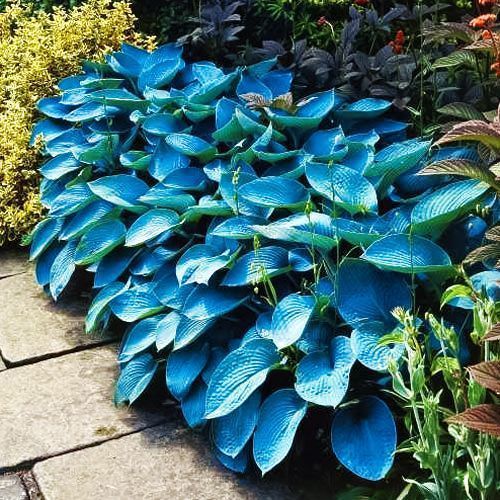 ������ ������ ����� ��� �����   ����