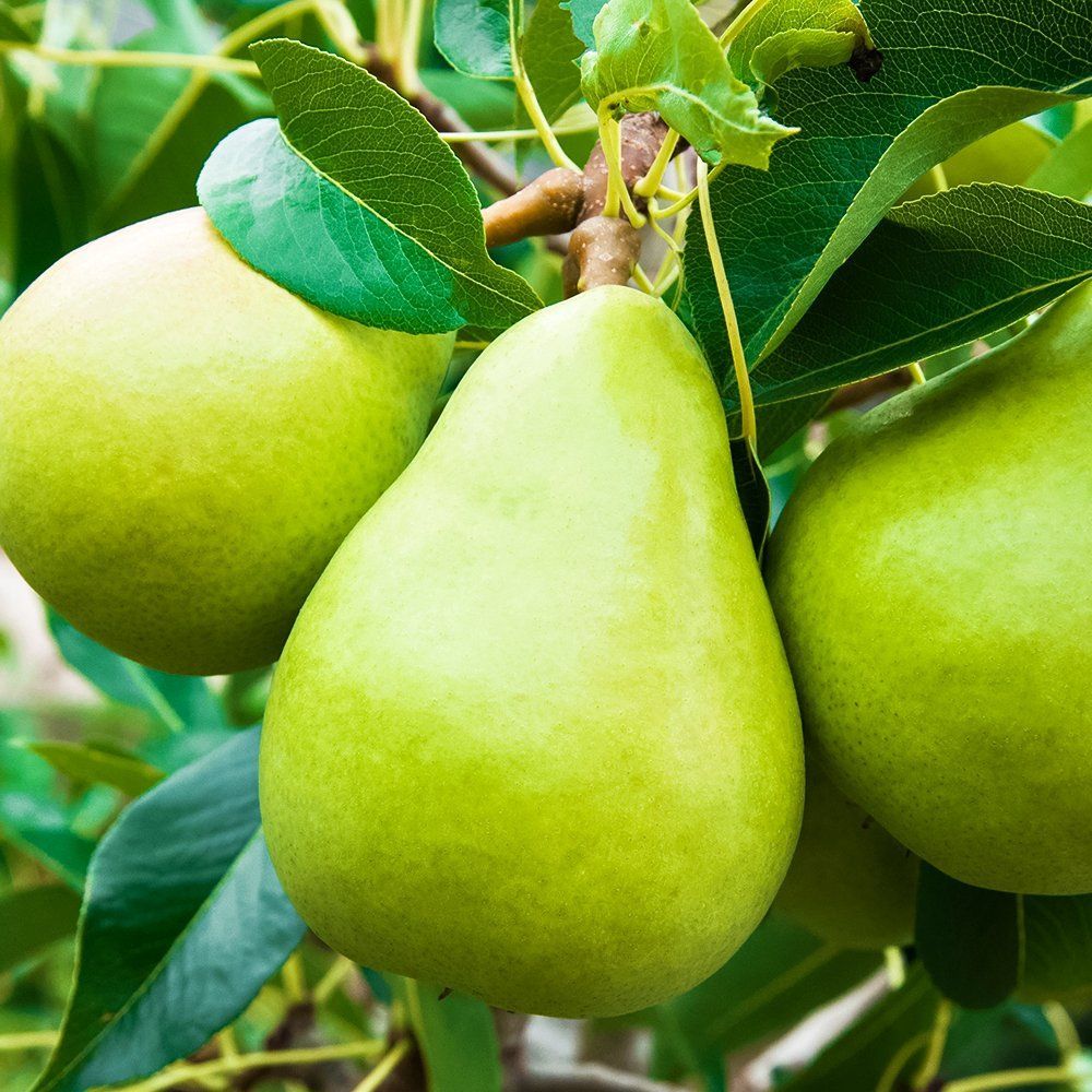 ������ ������ ����� ��� �������� �������� ������   ����