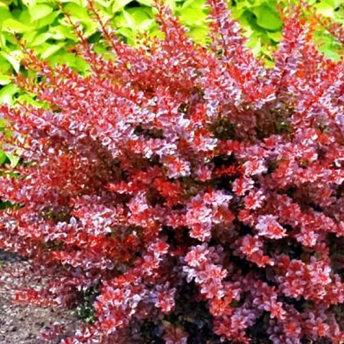 ������ ������ �������� �������� �������   ����