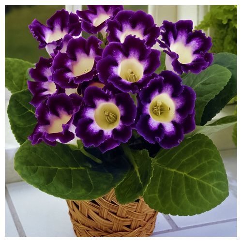 ������ ������ ��������� ��������   ����