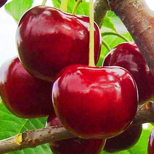 ������ ������ ����� (���) ����-�����   ����