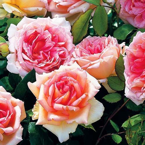 ������ ������ ���� ���������� �����   ����