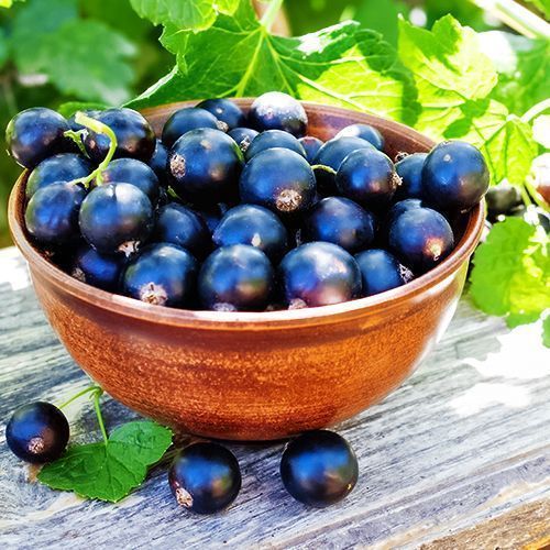 ������ ������ ��������� ������ �����������-2   ����