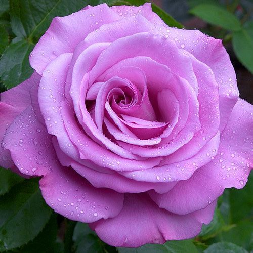 ������ ������ ���� �����-��������� ��� ���   ����