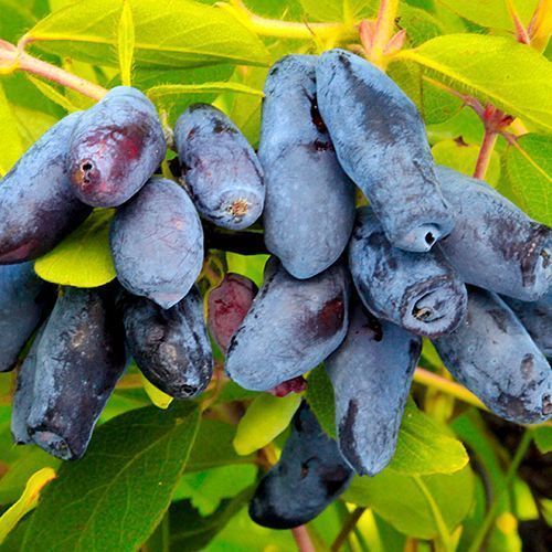 ������ ������ ��������� ������������� �������   ����