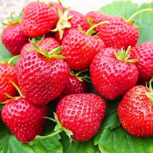 ������ ������ ��������� ������������� ����� �������   ����