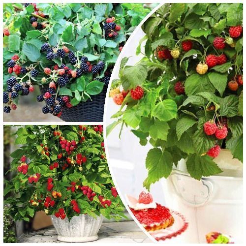 ������ ������ �����������! �������� 