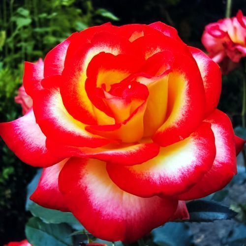 ������ ������ ���� ���������� ��� �����   ����