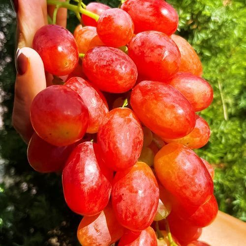 ������ ������ �������� �������   ����