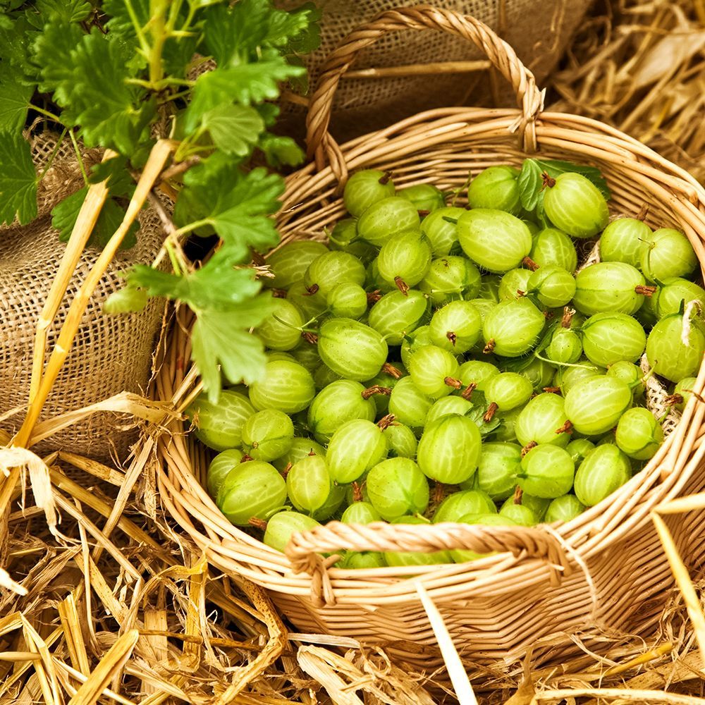 ������ ������ ��������� ��� �������� ������� ����������� ��������   ����